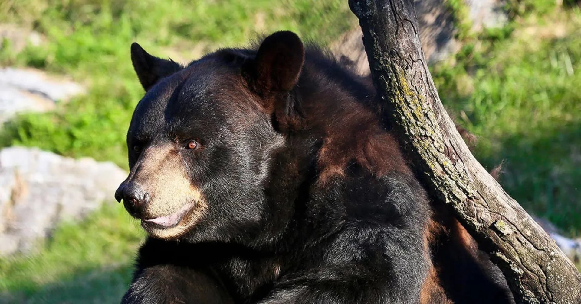 ZooAmerica - nearby attraction to Pine Ridge Campground