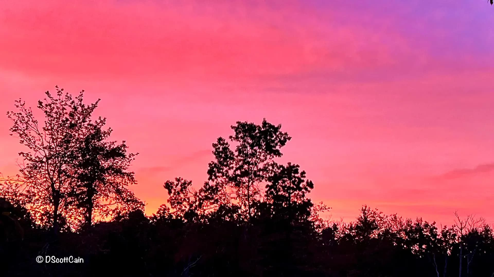 Pink sunset through the trees