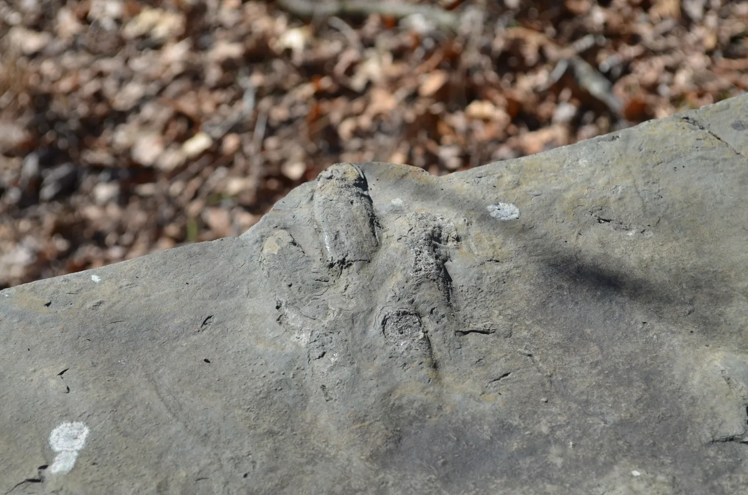 Gettysburg Dinosaur Tracks