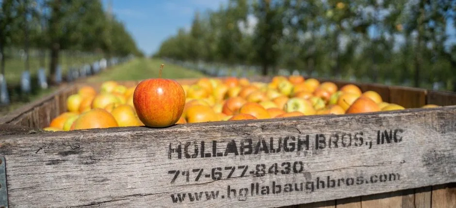Hollabaugh Bros Farm Market
