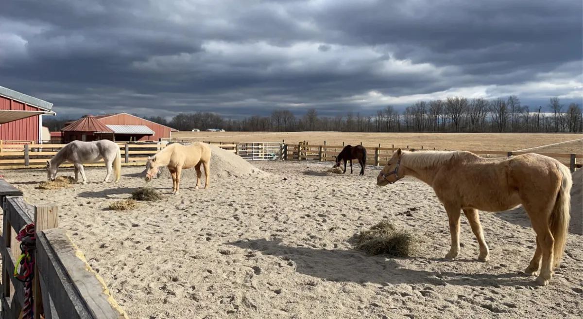 Miniature horses grazing in the paddock at Land of Little Horses, with the park's red barns in the background