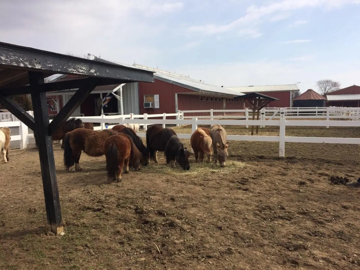 A group of miniature horses feeding together at Land of Little Horses, with the park's red barns and white fencing visible