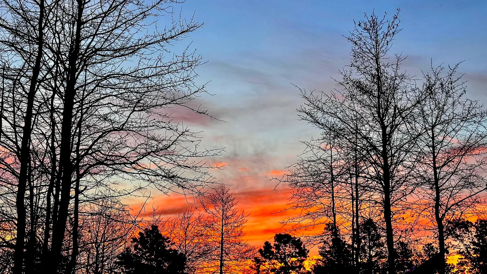 Sunset through bare winter trees